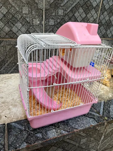 Mini ratinho de estimação