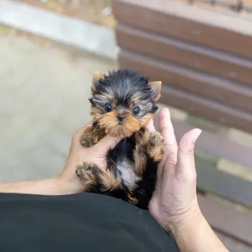 Filhotes De Yorkshire Terrier - Encanto Que Traz Paz