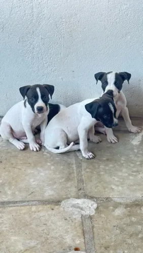 Vende-se cachorro pitbull