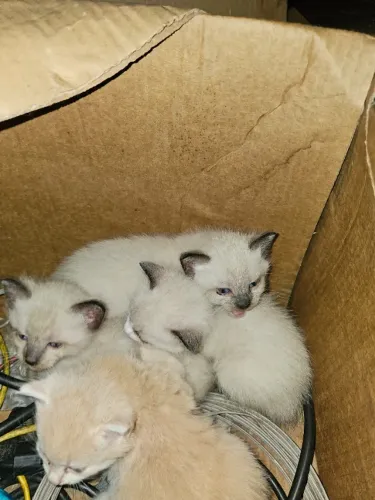 Gato
