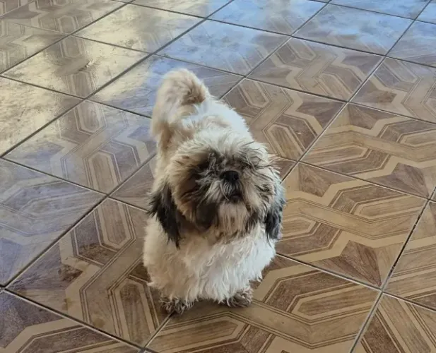 linda femea adulta shih tzu