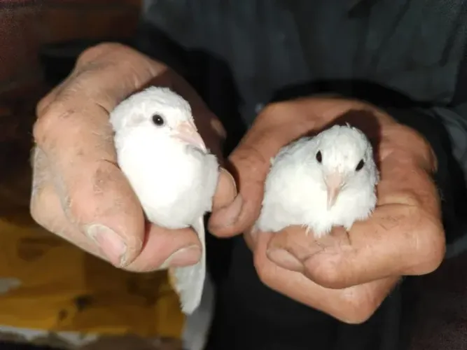 Codornas chinesas