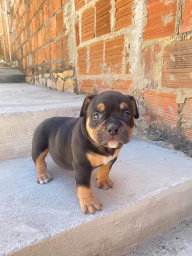 Filhotes de American Bully 