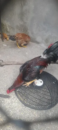 Galinha caipira