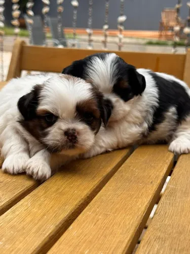 shih tzu lindos e fofos