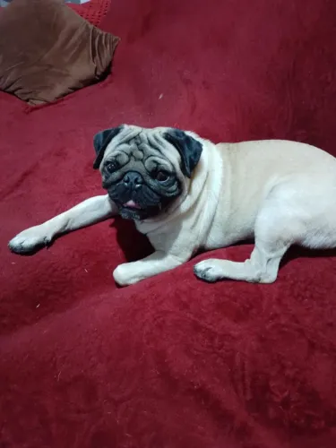 Doação pug