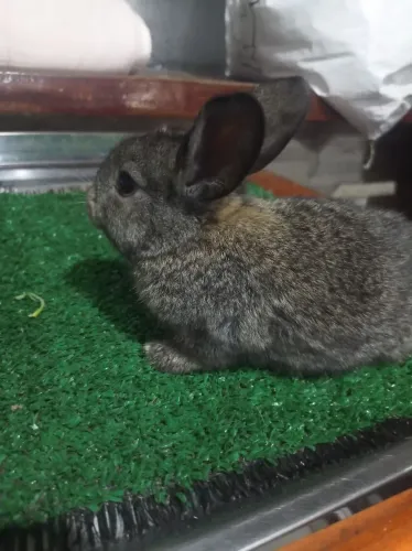 Coelhos , lindos filhotes