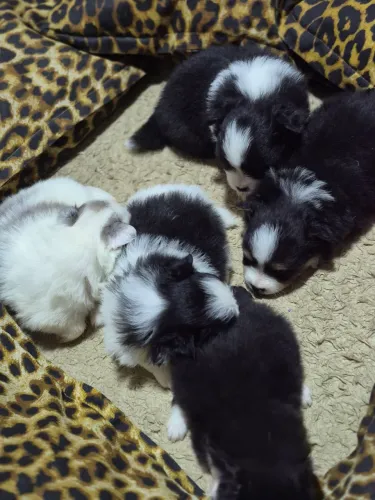 Bebes de spitz alemão
