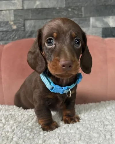 Dachshund carinho que conquista corações