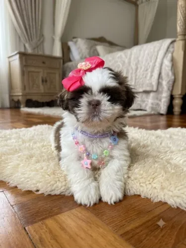 Shih tzu fêmea mini linhagem chocolate 