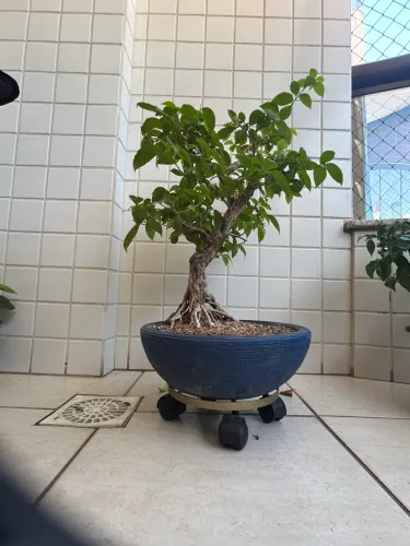 Bonsai dê  BOUGANVILLEA 