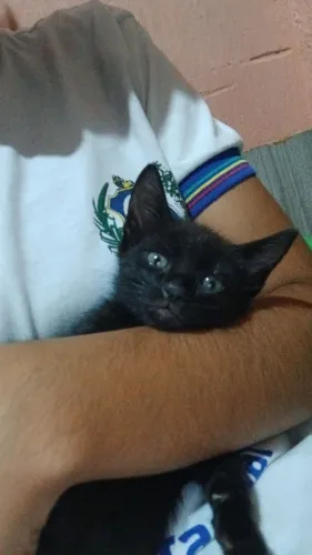 3 gatinhos filhotes
