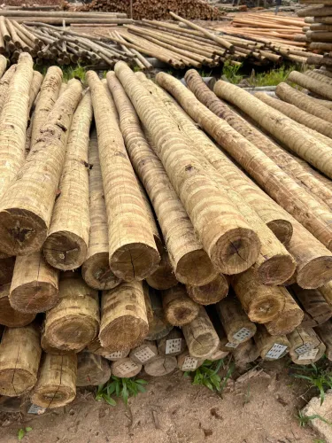Estaca 4-6 com 2.20 CLOEZIANA