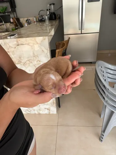 Filhote de pinscher, pai n 0 mãe n 1