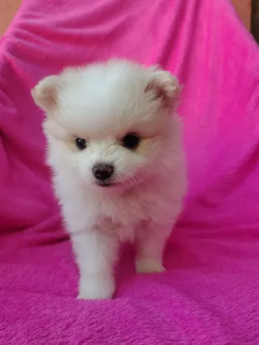 Cachorro