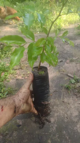 Mudas de cumarú precoce 