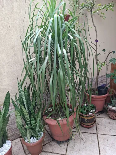 Pata de elefante(  jardinagem )
