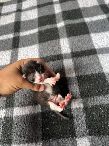 Doação de gatos