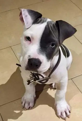 Filhotes De Pitbull - Companhia Que Traz Equilíbrio 