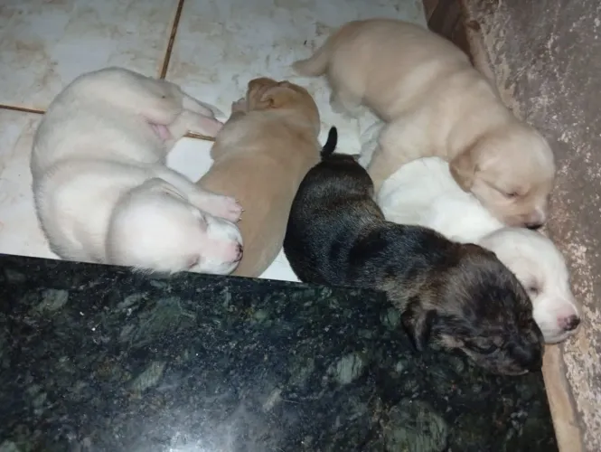 Vendo filhotes de Bordercollie/ pastor alemão.