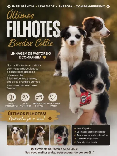 Filhotes de Boder Collie
