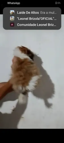 Shitzu fêmia 3 meses 