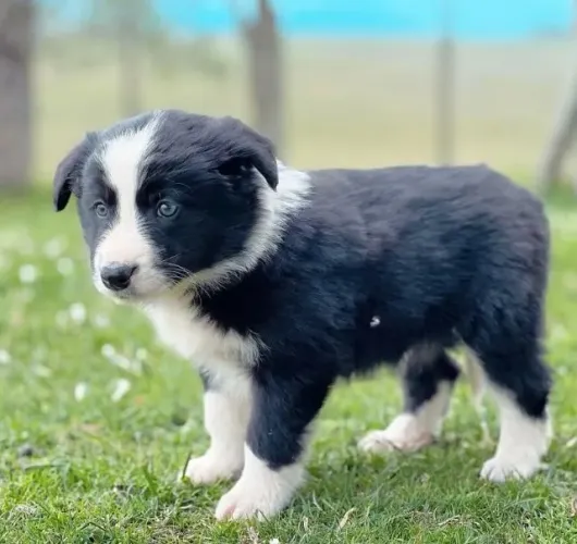 Filhotes de Border Collie | Companhia que alegra qualquer rotina.