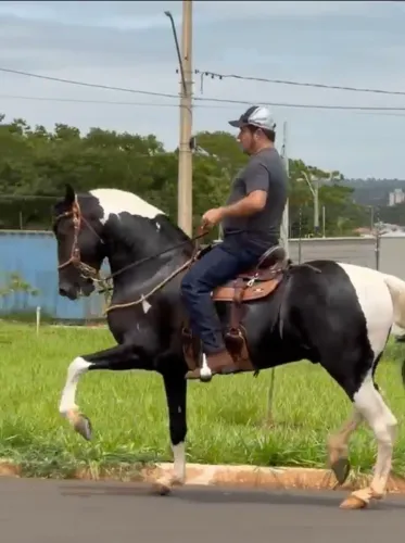 Cavalo Mangalarga Paulista