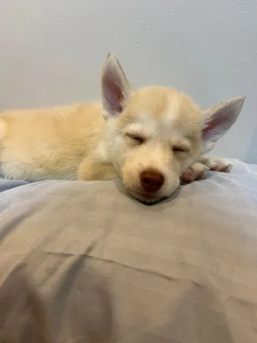Husky Siberiano Fêmea 