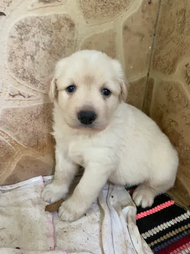 Vendem-se Filhotes de Labrador Retriever  