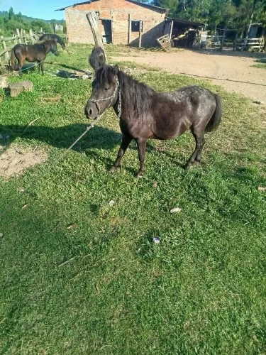 Pônei apaluso inteiro whats *