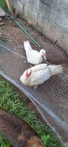 Casal de patos brancos