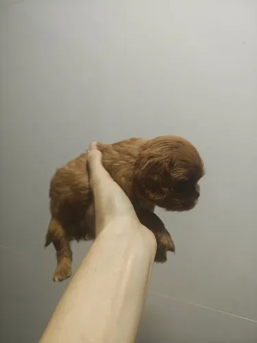 Linda filhote de Cavalier King Charles Spaniel fêmea cor Rubi