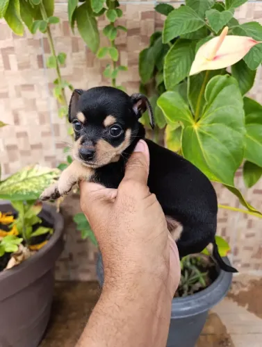 Pinsher
