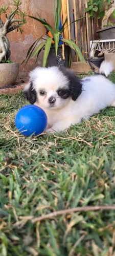 Mini Shitzu macho 