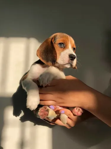 Beagle Esse filhote traz uma energia diferente para casa