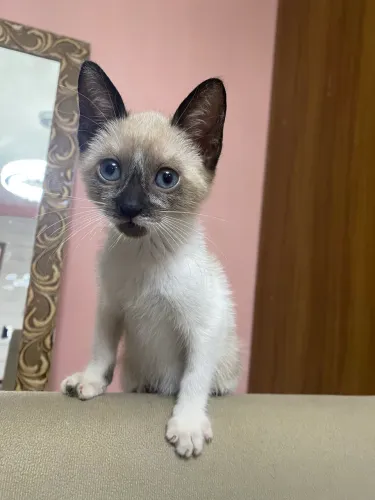 Doação de gatinha