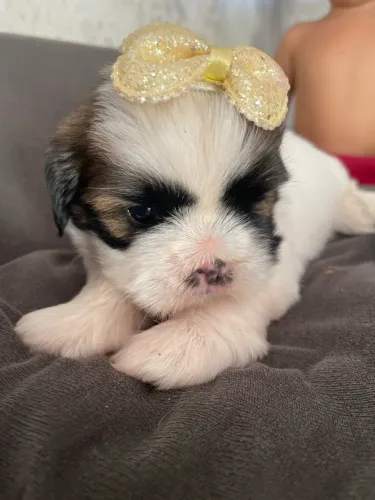 Filhote shih tzu