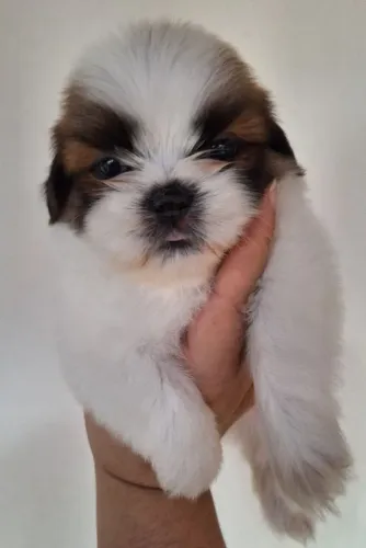 Shih-Tzu MACHO