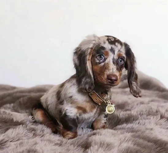 Cachorro salsicha