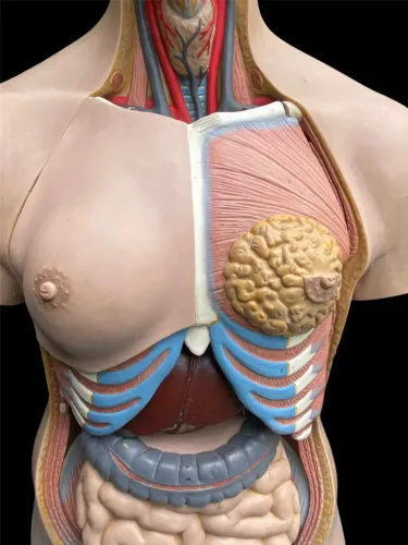 Torso Humano Anatômico De 85 Cm