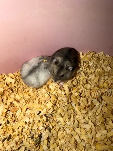 Doação de hamster