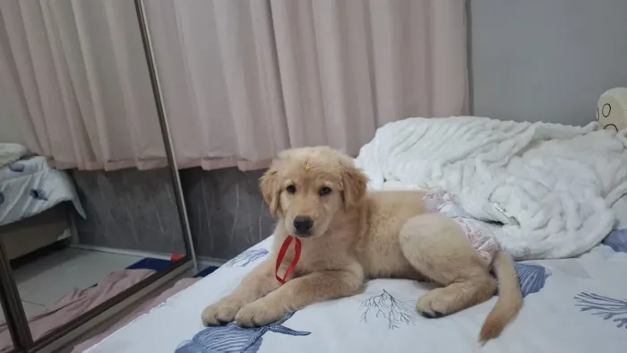 Vende um golden fêmea com 58 dias de vida.Ja tomou a 1 vacina.