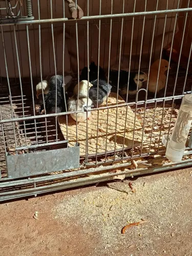 Vende se pintinhos Nagasaki com duas semanas de vida