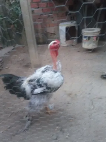 V/ vendo este lindo galo Brahma