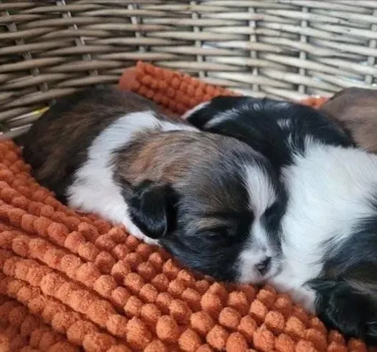 Filhotes de Shih Tzu | Carinho sem fim!