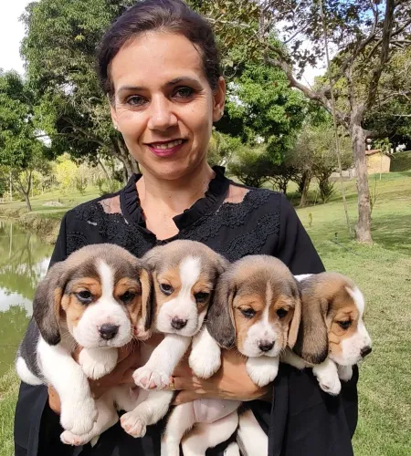 Fascinantes e Luxuosos filhotes de Beagle 