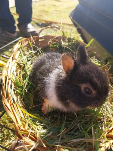 Vendo Mini Coelhos 