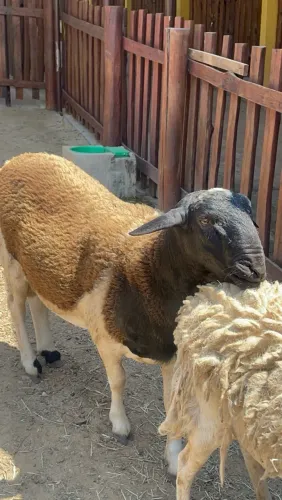 Carneiro Macho