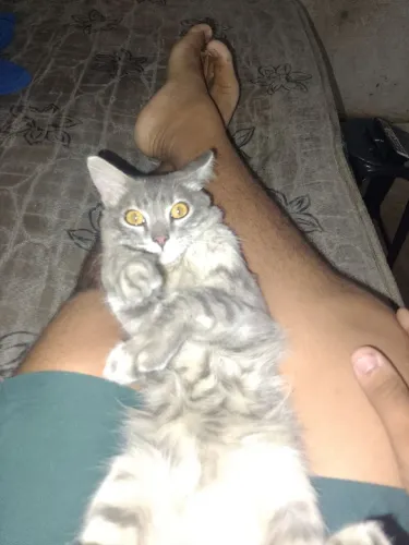 Gato 7 Meses Doação